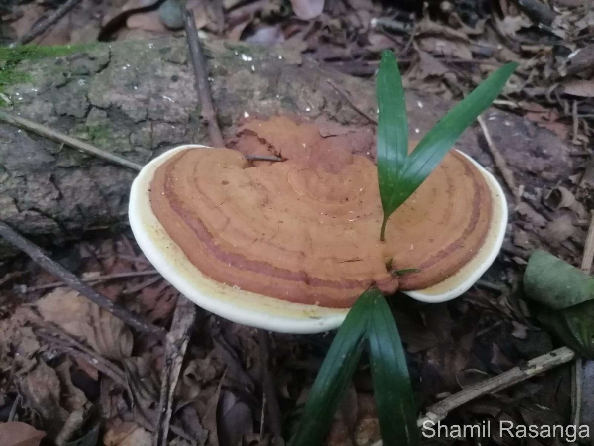 Ganoderma applanatum (Pers.) Pat. 1887